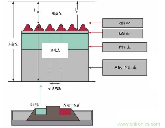 可以用發(fā)光二極管 （LED） 來照亮皮膚，然后測量反射到一個光電二極管的光量來監(jiān)測每個心動周期