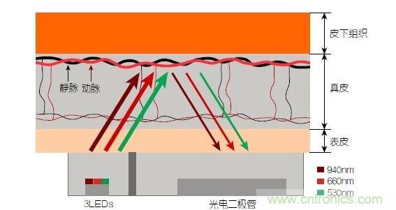 反射光脈搏測(cè)量原理。傳感器發(fā)出的光透過皮膚和組織，一部分被吸收，一部分被反射回檢測(cè)器。因?yàn)閯?dòng)脈中的血流量隨心臟的每次跳動(dòng)會(huì)有所變化，因此光線被吸收的量以及檢測(cè)器收到的信號(hào)強(qiáng)度也會(huì)隨之發(fā)生改變。綠光可以在手腕處提供最佳結(jié)果，而紅光和紅外光一般用于手指測(cè)量。 8